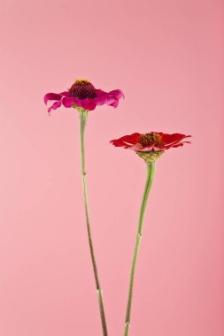 çiçek pembe arka plan üzerinde