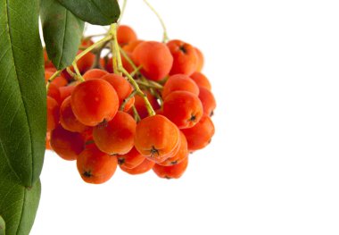 Beyaz arka plan closeup izole rowan