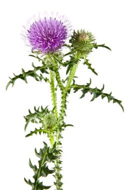Beyaz arka plan üzerinde izole Thistle süt