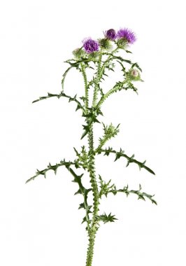 Beyaz arka plan üzerinde izole Thistle süt