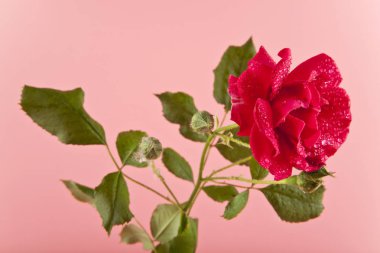 Gül çiçek pembe bir arka plan üzerinde kapat