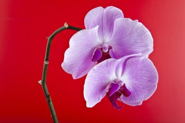 Kırmızı arka plan closeup orkide çiçekler