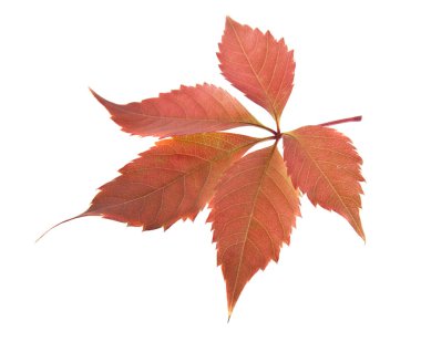 Beyaz arkaplanda yalıtılmış üzüm yaprakları