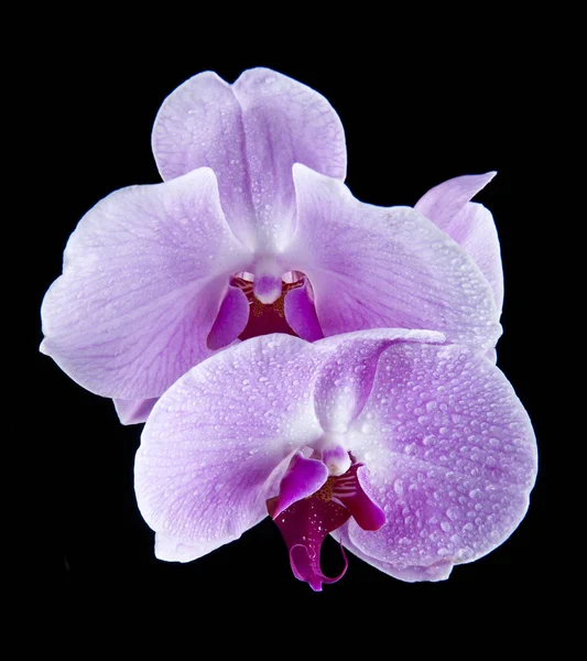 Орхидеи на черном фоне — стоковое фото