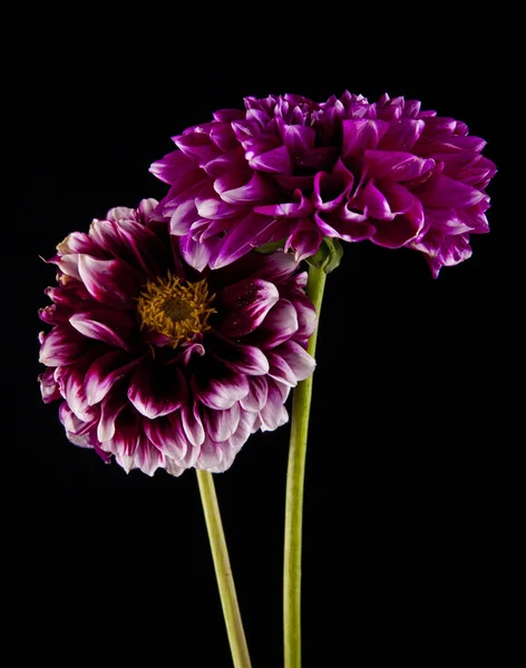 Flores sobre fondo negro — Foto de Stock