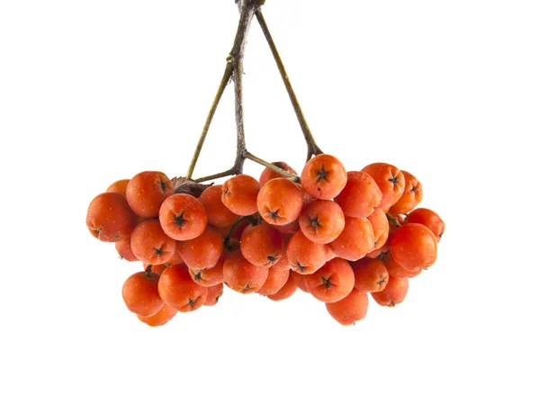 Rowan berry isolated on white background — Stock Photo, Image