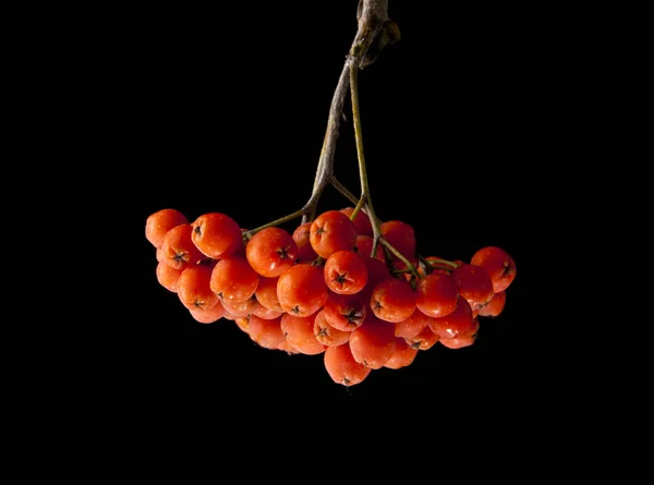 Rowan berries isolated on a black background — Stock Photo, Image