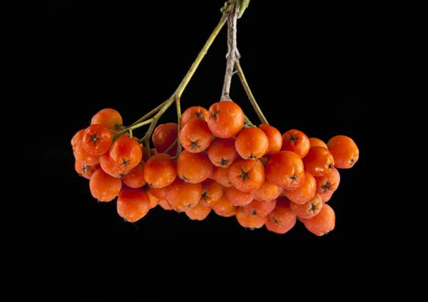 Vogelbeeren isoliert auf schwarzem Hintergrund — Stockfoto