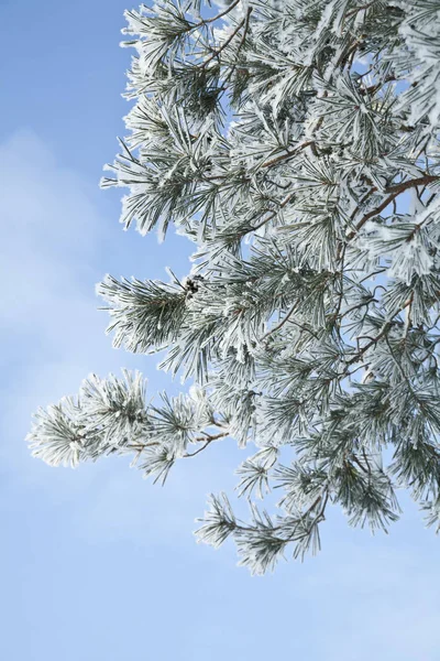 Karlı, soğuk manzara, ağaçlarda hoarfrost — Stok fotoğraf