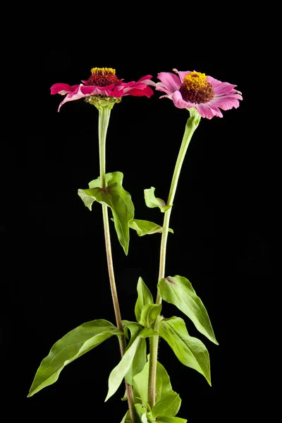 黒を背景にした花 — ストック写真