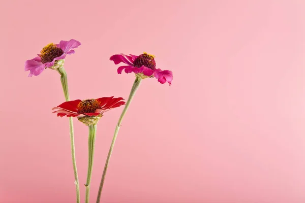 Flores sobre fondo rosa primer plano — Foto de Stock
