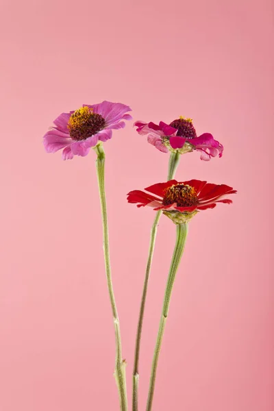 Flores sobre fondo rosa primer plano — Foto de Stock