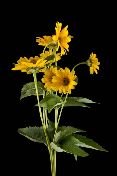 Λουλούδια σε ένα μαύρο φόντο closeup — Φωτογραφία Αρχείου