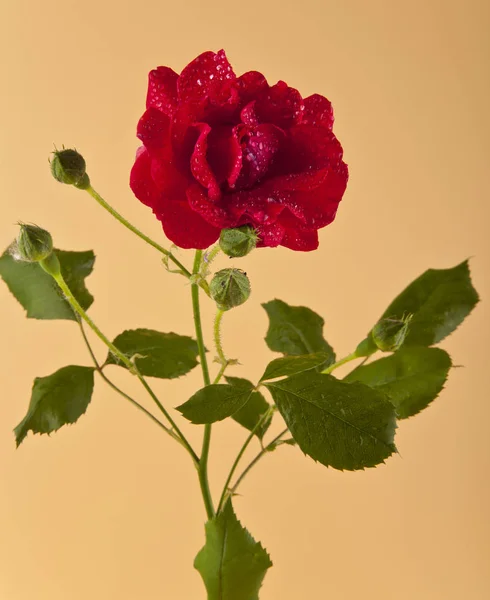 Flores rosa roja — Foto de Stock