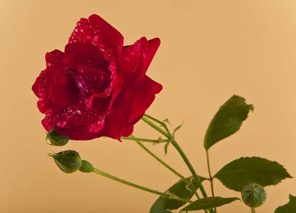 Czerwona róża kwiaty — Zdjęcie stockowe