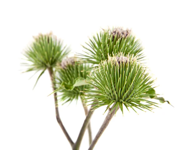 Milk Thistle isolated on white background — Stock Photo, Image