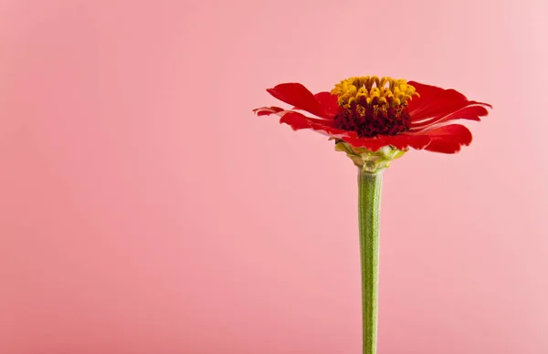 Flores sobre fondo rosa primer plano — Foto de Stock