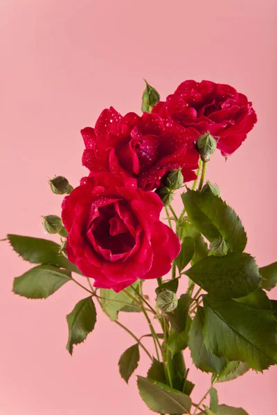 핑크 바탕에 장미 꽃을 닫습니다. — 스톡 사진