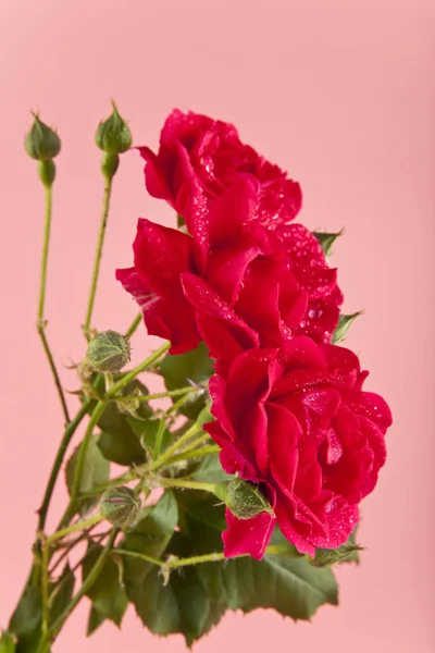 Růžový květ na růžovém pozadí zblízka — Stock fotografie
