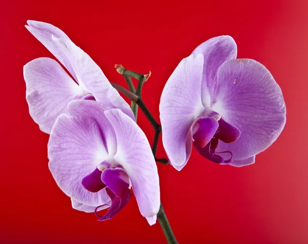 Orchideenblumen auf rotem Hintergrund Nahaufnahme — Stockfoto