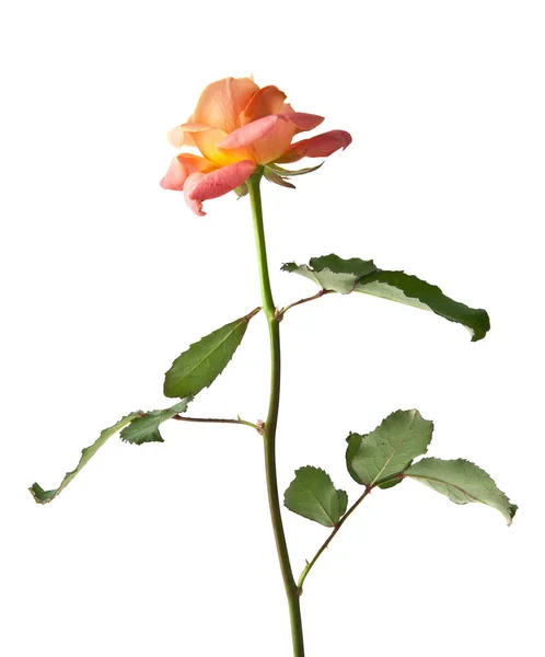 Rose flower isolated on white background — Stock Photo, Image