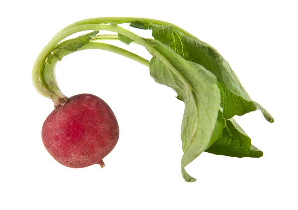 Radish isolated on white background — Stock Photo, Image