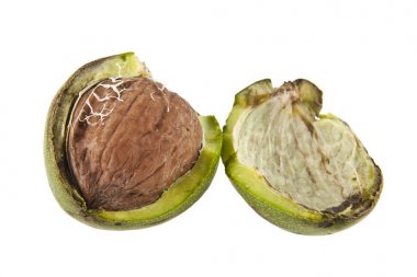 beyaz arkaplanda izole edilmiş ceviz