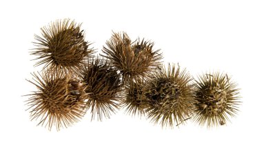 Beyaz arka plan closeup izole Thistle süt