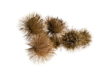 Beyaz arka plan closeup izole Thistle süt