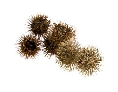 Beyaz arka plan closeup izole Thistle süt