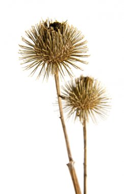 Beyaz arka plan closeup izole Thistle süt