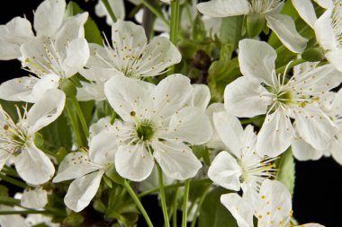 bahar çiçekleri kiraz