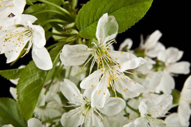 bahar çiçekleri kiraz