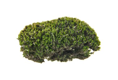 Yeşil yosun beyaz arkaplanda izole edildi