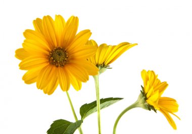 Beyaz arka plan closeup izole sarı çiçek