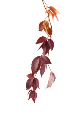 Beyaz arkaplanda yalıtılmış üzüm yaprakları