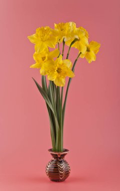 bahar çiçekleri nergis