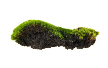 Yeşil yosun beyaz arkaplanda izole edildi