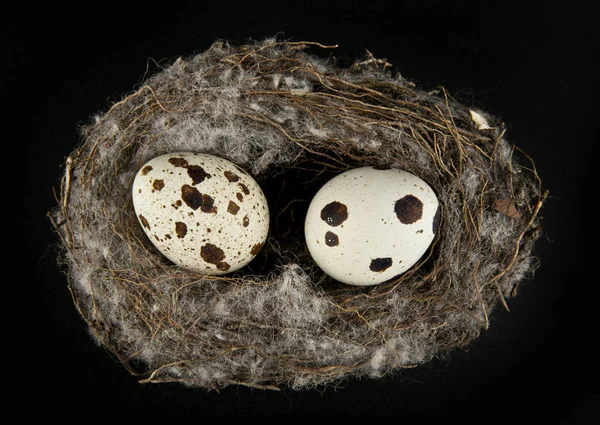Ovos de codorna no ninho em fundo preto — Fotografia de Stock