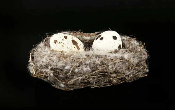 Quail eggs in the nest on black background — Stock Photo, Image