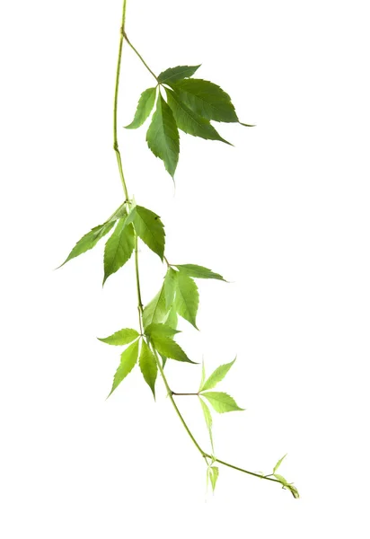 Druivenbladeren geïsoleerd op een witte achtergrond closeup — Stockfoto