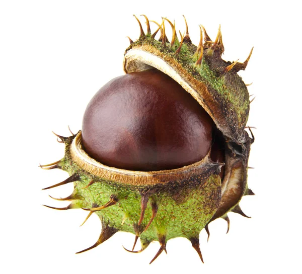 Chestnut isolated on white background closeup — Stock Photo, Image