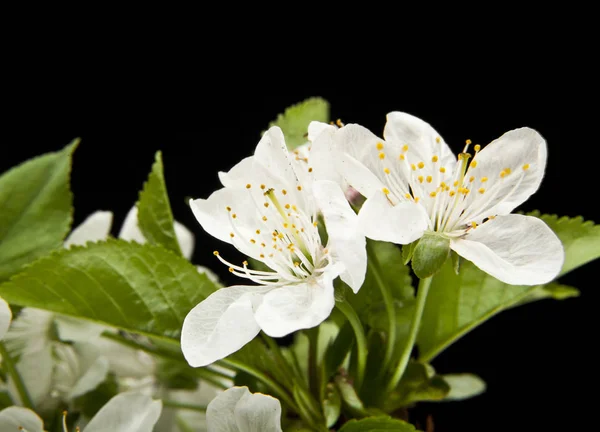 Spring flowers of cherry — Stock Photo, Image