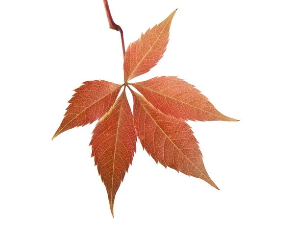 Podzimní listy hroznového — Stock fotografie