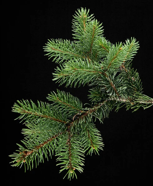 Υποκατάστημα της fir-δέντρο — Φωτογραφία Αρχείου