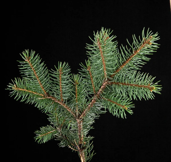 Branch of fir-tree — Stock Photo, Image