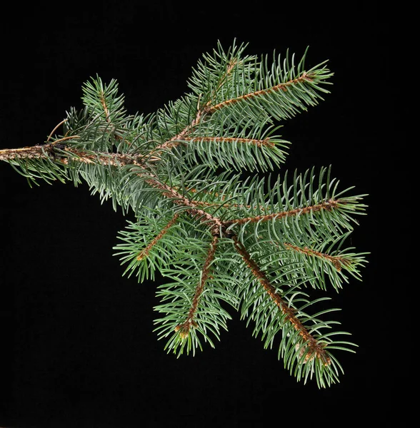 Branch of fir-tree — Stock Photo, Image