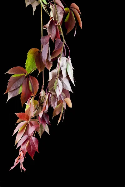 Foglie di uva su sfondo nero — Foto Stock