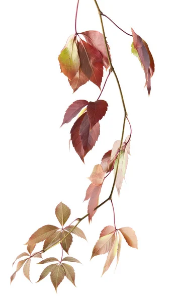 하얀 배경에 분리 된 포도 잎 — 스톡 사진