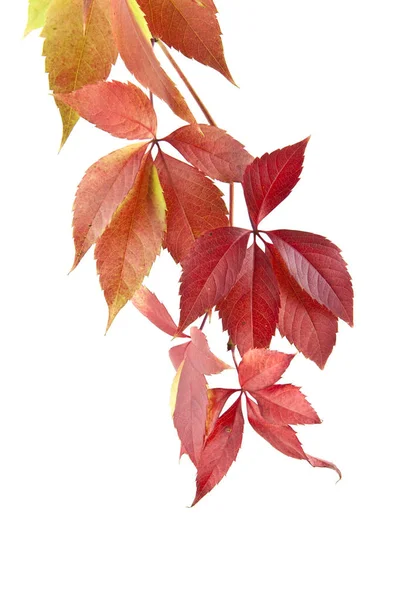 Листя винограду ізольовані на білому фоні — стокове фото